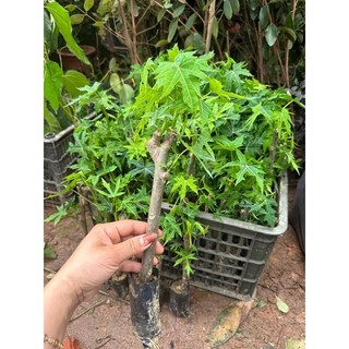 Combo 10 cây GIỐNG RAU MÌ CHÍNH (bầu nhiều rễ cây khoẻ )