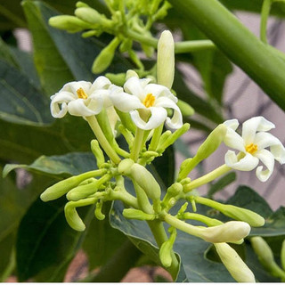 20 Hạt giống cây đu đủ đực ( đu đủ đực )