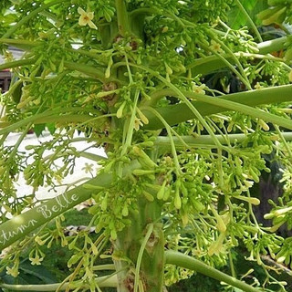 20 Hạt giống cây đu đủ đực ( đu đủ đực )