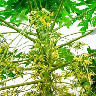 20 Hạt giống cây đu đủ đực ( đu đủ đực )
