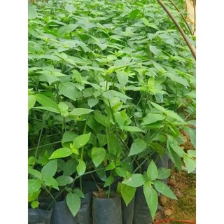 CÂY GIỐNG LÁ CẨM TÍM , CẨM ĐỎ (dùng làm mài đồ xôi , làm bánh ...)