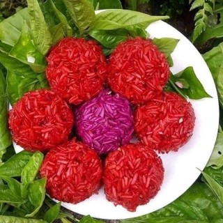 CÂY GIỐNG LÁ CẨM TÍM , CẨM ĐỎ (dùng làm mài đồ xôi , làm bánh ...)