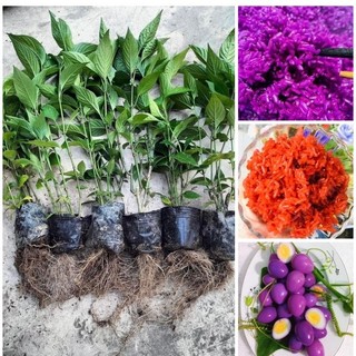 Cây giống lá cẩm tím , cẩm đỏ