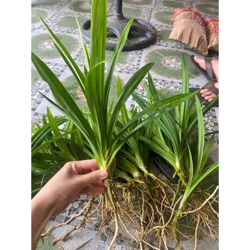 CÂY GIỐNG LÁ DỨA NẾP