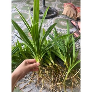 Cây giống lá dứa nếp