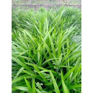 CÂY GIỐNG LÁ DỨA NẾP