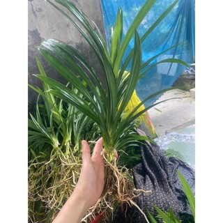 CÂY GIỐNG LÁ DỨA NẾP