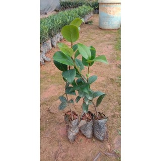 Cây giống hoa trà my 4-5 tháng cho hoa