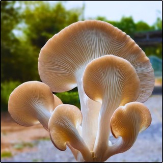 Phôi nấm Bào ngư