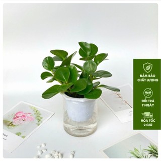 Cây trường sinh - trường sinh trồng bình thủy sinh chiều cao 20cm cây khỏe phù hợp trang trí bàn làm việc