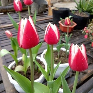 Củ hoa Tulip Hà lan trồng 20 ngày có hoa 1Củ - Củ Giống Hoa , củ nhập khẩu _Chuẩn giống tốt