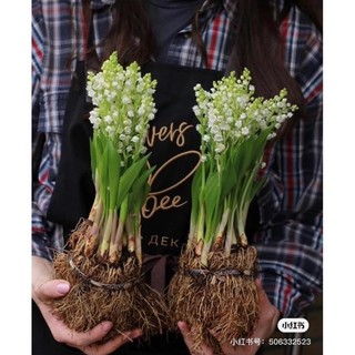 Củ hoa linh lan giống có mầm - Củ Giống Hoa , củ nhập khẩu _Chuẩn giống tốt