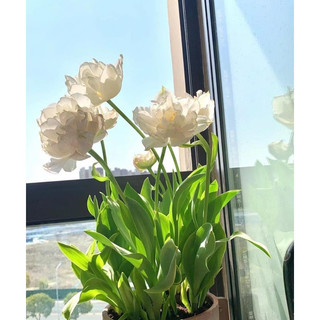 Củ hoa tulip trắng bạch tuyết 1 củ 20 ngày có hoa - Củ Giống Hoa , củ nhập khẩu _Chuẩn giống tốt