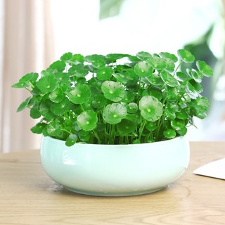 Hạt giống cỏ Đồng Tiền - 100 hạt _chuẩn giống tốt