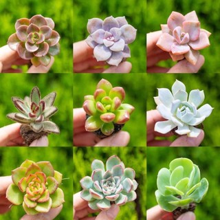 hạt Sen đá mini màu rực rỡ  _cị Hoa sg