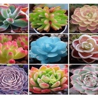 Gói 20 hạt giống sen đá mix màu _cị Hoa sg