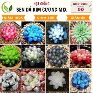 Hạt giống sen đá kim cương mix - chất lượng cao, dễ trồng, nở rực rỡ _cị hoa sg