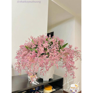 Hoa Lan vũ nữ Hồng lâu mộng hồng (1 khóm) _Chuẩn giống _giống tốt