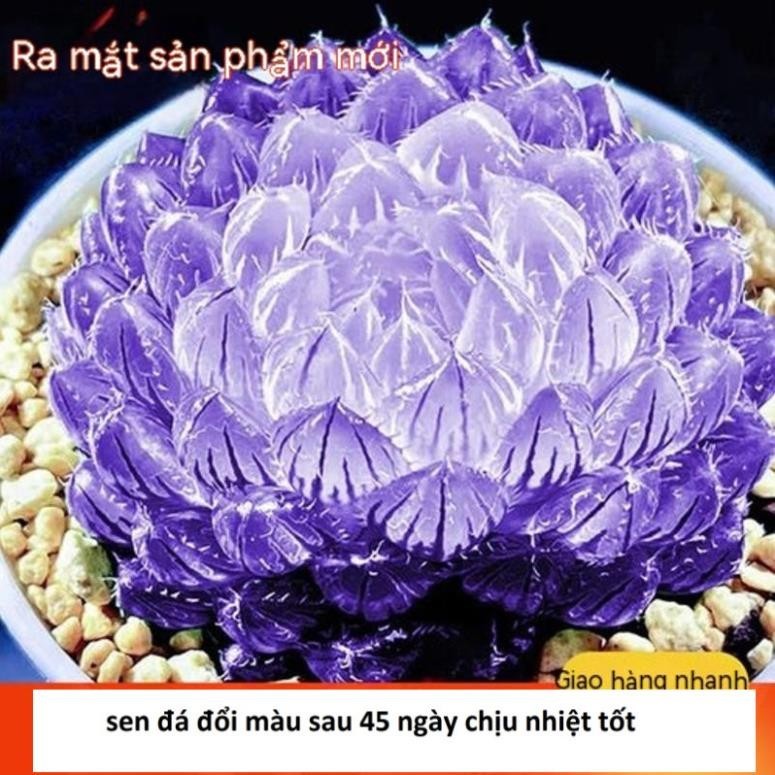 hạt giống Sen Đá Lam Kính Mạn Đà đổi màu sau 45 ngày gia tặng trồng thử gói 5 hạt _giống tốt