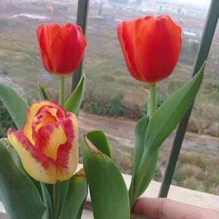  Com bo 10 Củ hoa Tulip Hà Lan 20 ngày nở hoa - Củ Giống Hoa Chuẩn _giống tốt 