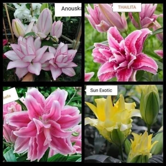 Củ Ly kép lùn thơm cho hoa sau 20ngày - Củ Giống Hoa Chuẩn _giống tốt