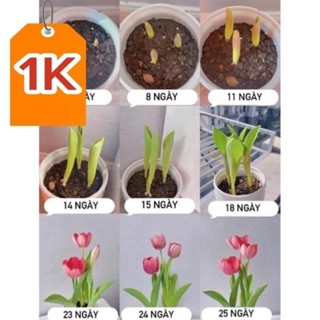 Củ giống hoa Tulip (tuy líp) 20 ngày cho hoa _Chuẩn giống tốtt