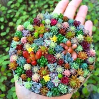 100 hạt giống sen đá kim cương _Chuẩn giống