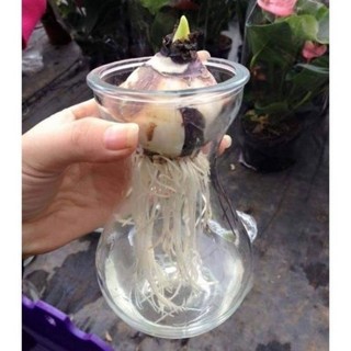 CỦ HOA TULIP NHIỀU MÀU