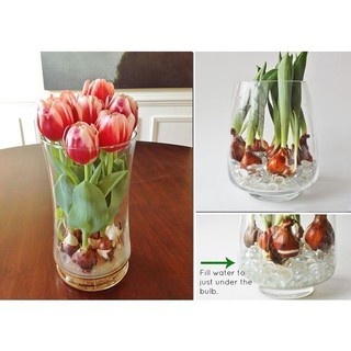 CỦ HOA TULIP NHIỀU MÀU