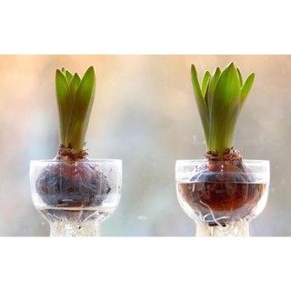 CỦ HOA TULIP NHIỀU MÀU