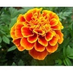 Hạt giống hoa cúc vạn thọ pháp 50 hạt _chuẩn giống