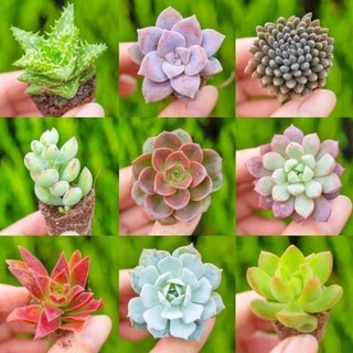 Hạt Sen đá mini màu rực rỡ _cị Hoa sg _Chuẩn giống