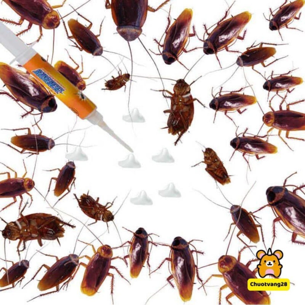 Keo diệt gián