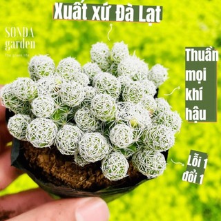 Hạt giống xương rồng trứng chim sonda garden 1 _chuẩn giống tốt