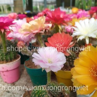 Hạt giống Xương rồng Lobivia _Chuẩn giống tốt