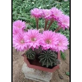 Hạt giống Sale 50%-Xương rồng Echino Rất Sai Hoa . _Chuẩn giống tốt