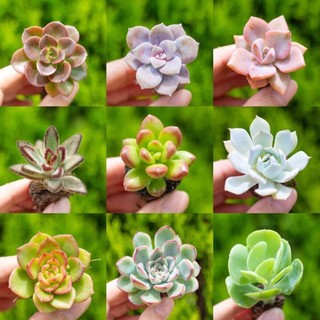 HẠT GIỐNG Sen đá mini màu rực rỡ 2-3cm