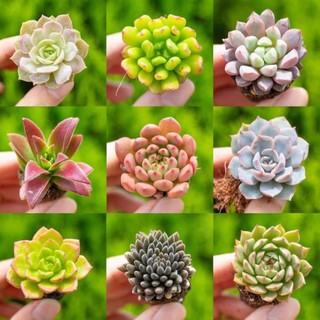 HẠT GIỐNG Sen đá mini màu rực rỡ 2-3cm