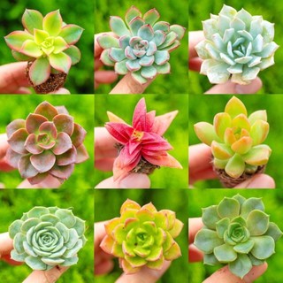 HẠT GIỐNG Sen đá mini màu rực rỡ 2-3cm