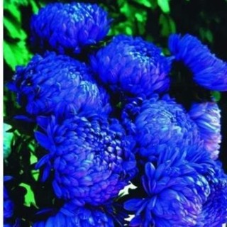 Hạt Giống Hoa Cúc Zinnia Xanh - Hạt giống hoa cúc xanh Outsidepride _Chuẩn giống tốt