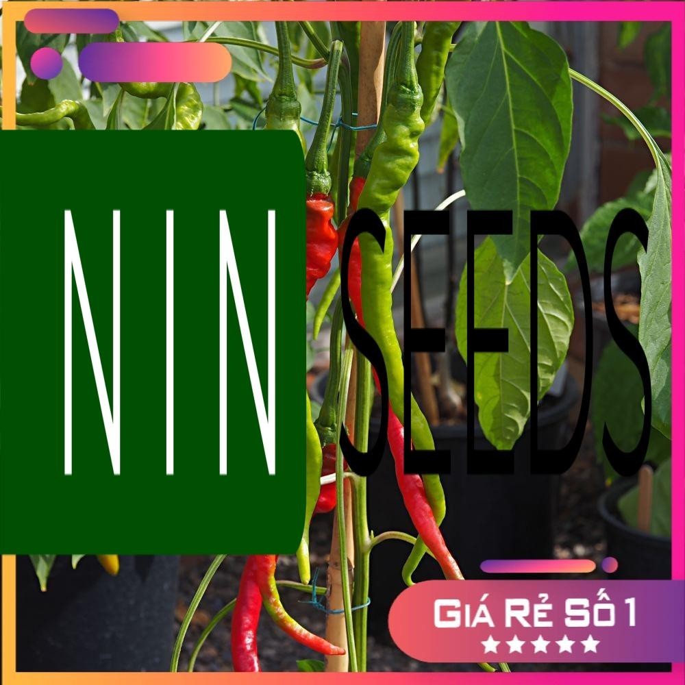 (200-300 hạt) Hạt giống ớt tóc dài hair pepper chilli) - HGNK