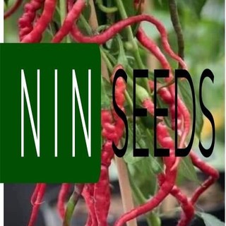 (200-300 hạt) Hạt giống ớt tóc dài hair pepper chilli) - HGNK