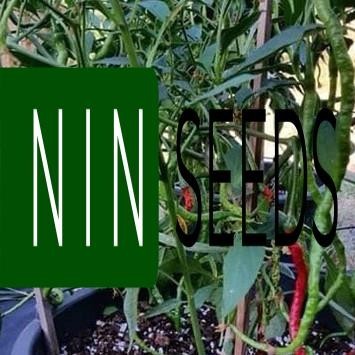 (200-300 hạt) Hạt giống ớt tóc dài hair pepper chilli) - HGNK