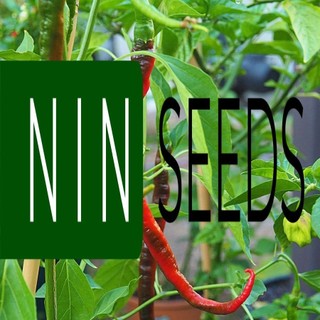 (200-300 hạt) Hạt giống ớt tóc dài hair pepper chilli) - HGNK