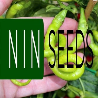 (200-300 hạt) Hạt giống ớt tóc dài hair pepper chilli) - HGNK