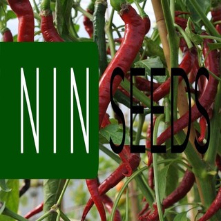 (200-300 hạt) Hạt giống ớt tóc dài hair pepper chilli) - HGNK