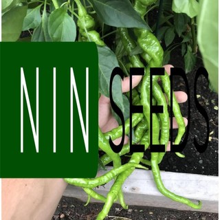 (200-300 hạt) Hạt giống ớt tóc dài hair pepper chilli) - HGNK