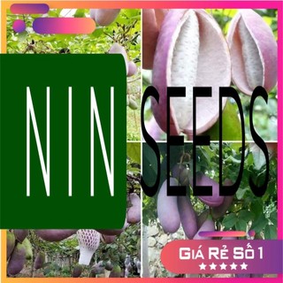 Hạt giống Dưa Lưới Trái Cây F1 nhập khẩu - 5 hạt - HGNK