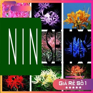 Củ bỉ ngạn đủ màu như hình - size hoa - HGNK