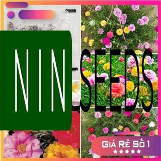 5000H - Hạt giống hoa Mười Giờ Mỹ kép - HGNK